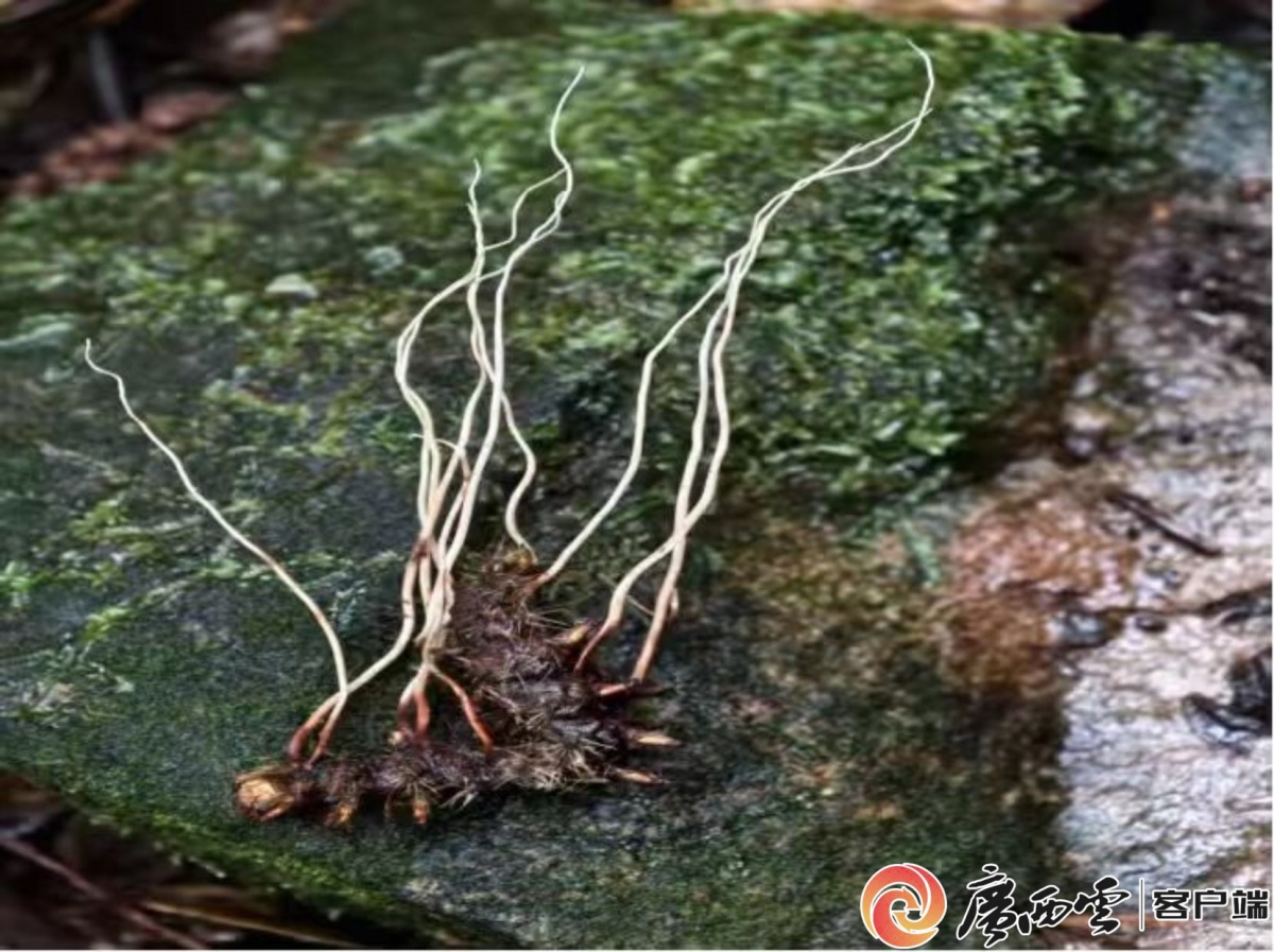 岑王老山发现两种广西新记录虫草属真菌1.jpg