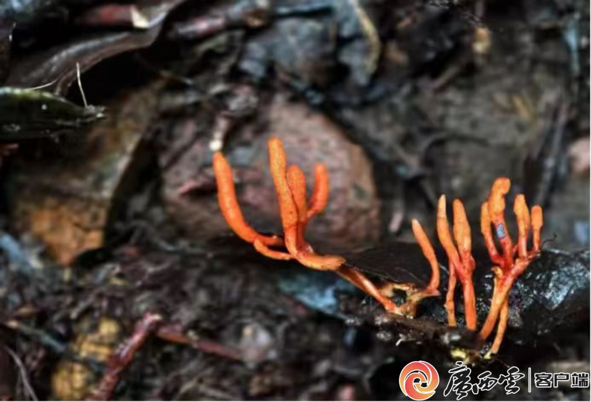 岑王老山发现两种广西新记录虫草属真菌2.jpg