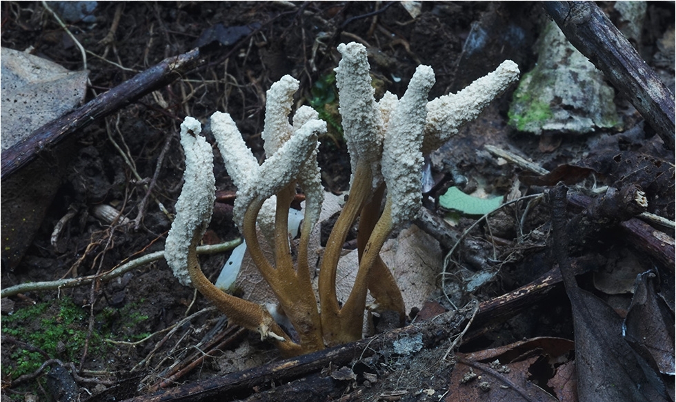湖湘自然历丨蝉花是朵什么花？.jpg