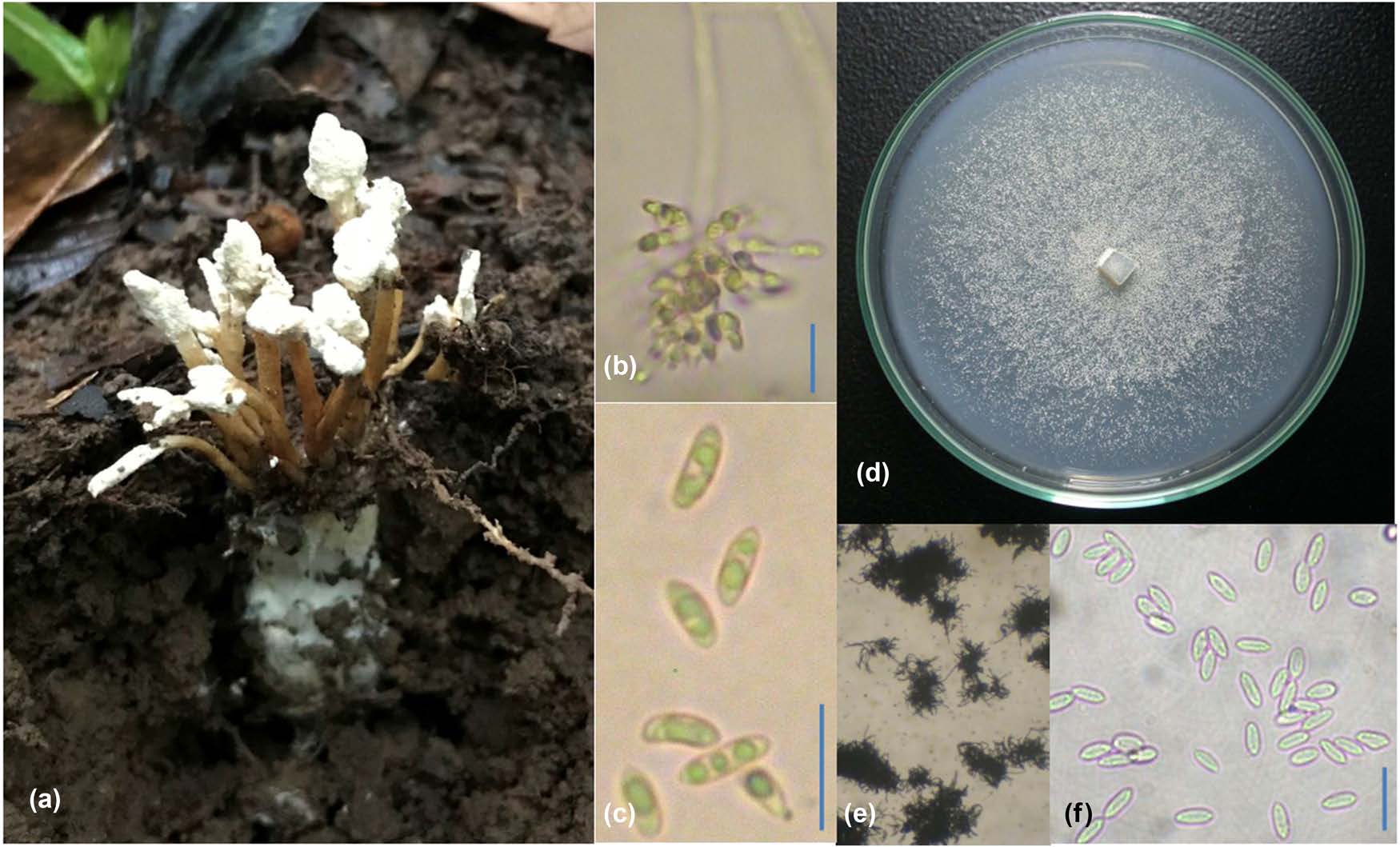 越南蝉花首次分子鉴定记录2.jpg