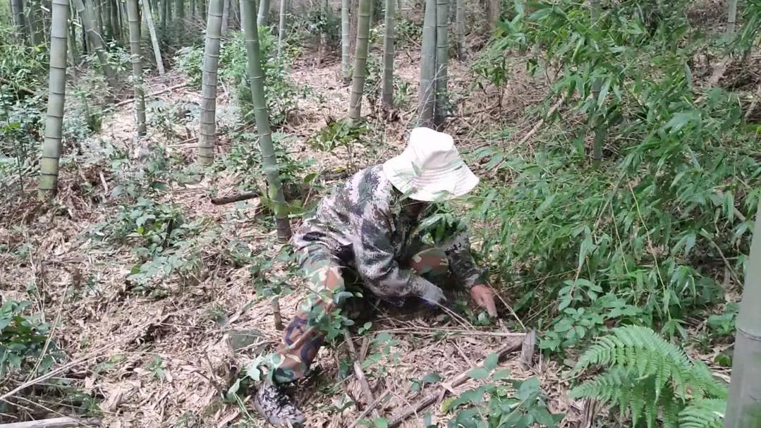 “冬虫夏草”？江宁这种“神奇小花”你认识吗4.jpg