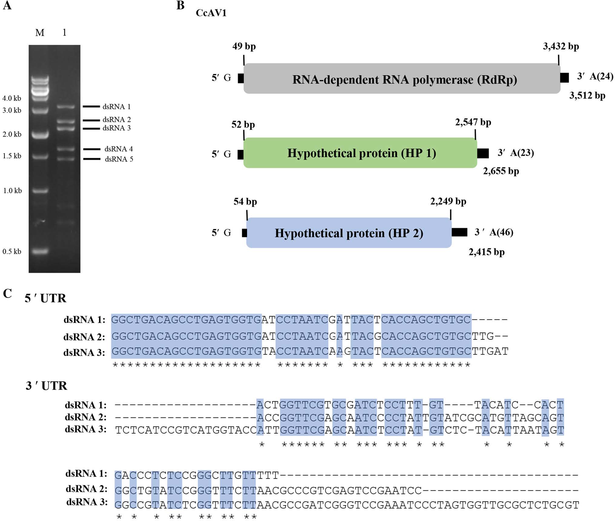 85 Zhang YX 2022_Molecular characterization of a novel alternavirus infecting the entomopathogenic fungus Cordyceps chanhua1.jpg