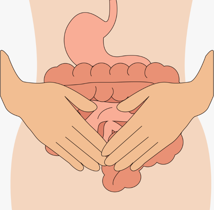 身心稳态“总管家”:灵芝多糖脏器保护与安神作用科学解析3.png