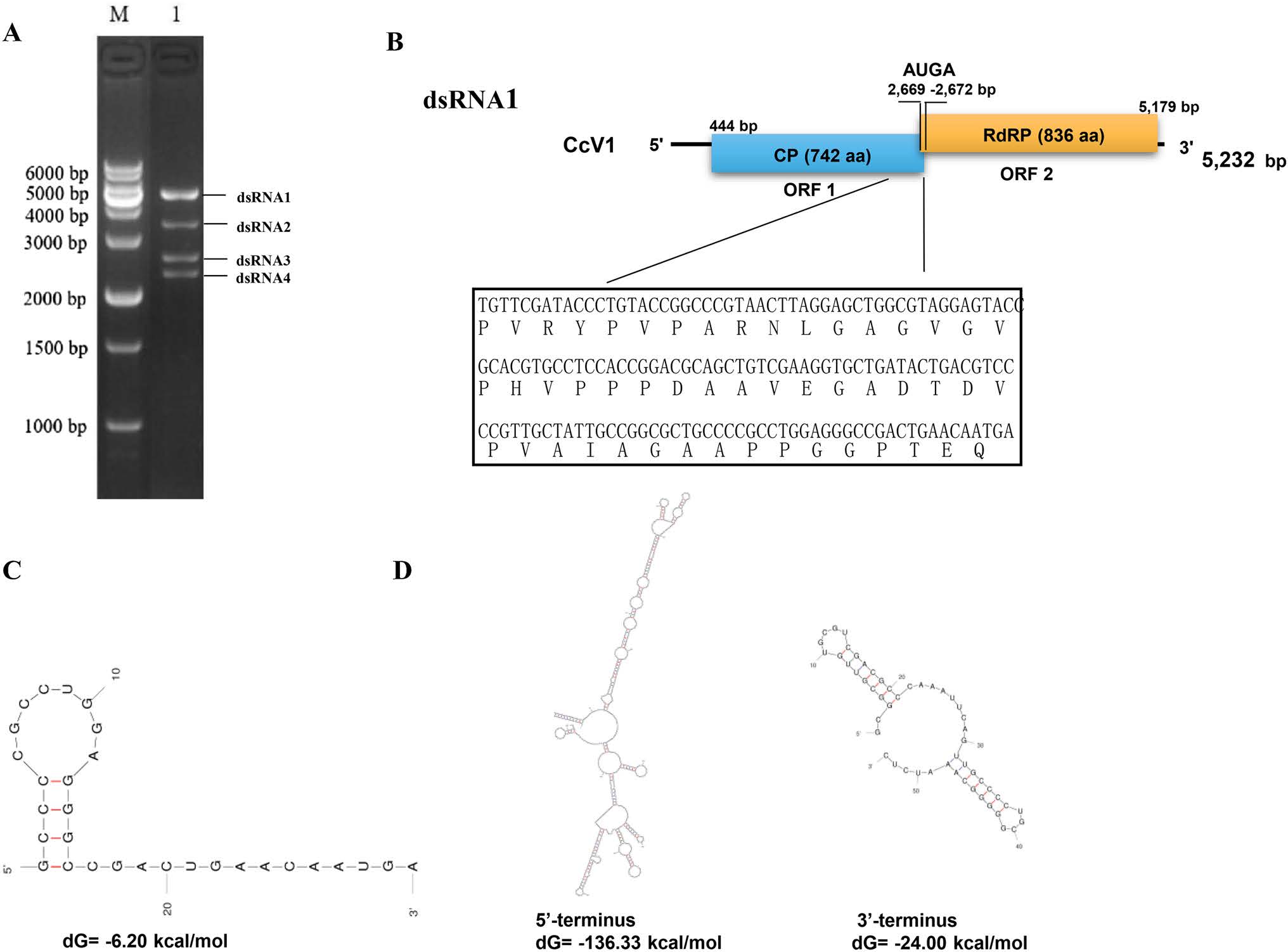 89 Zhu QY 2023_Complete genome sequence of a novel victorivirus infecting cicada flower1.jpg