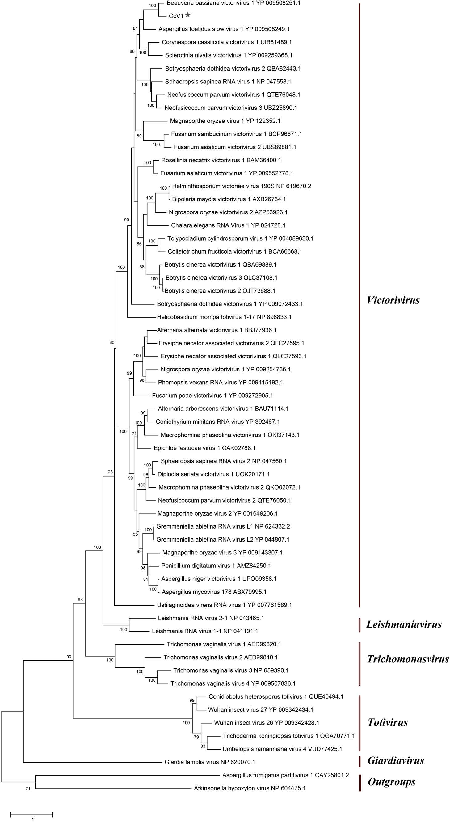 89 Zhu QY 2023_Complete genome sequence of a novel victorivirus infecting cicada flower2.jpg