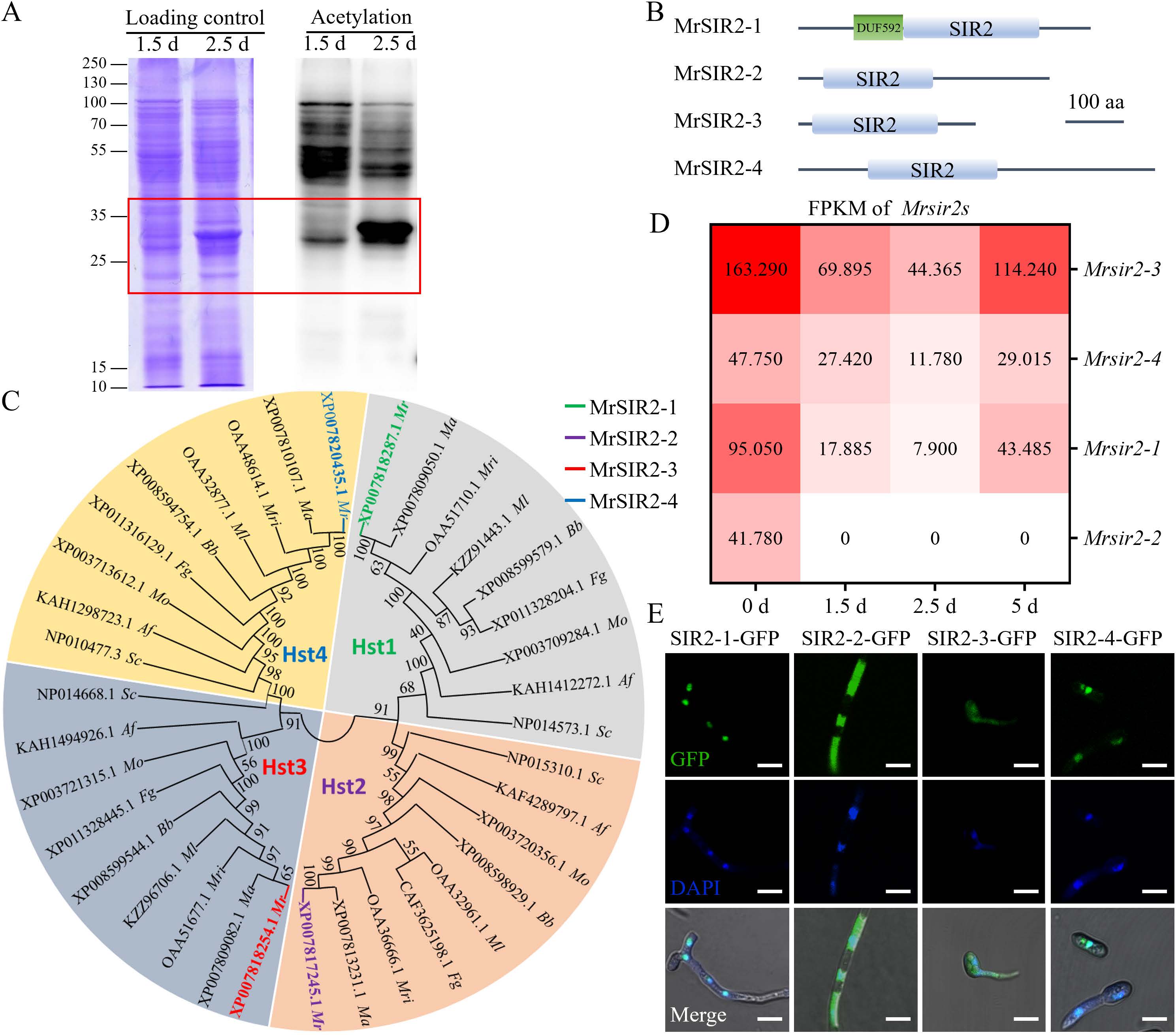 《Plos Pathogens》刊发安徽农业大学虫生真菌团队在绿僵菌产孢表观调控机制上的最新研究成果-英文版1.jpg