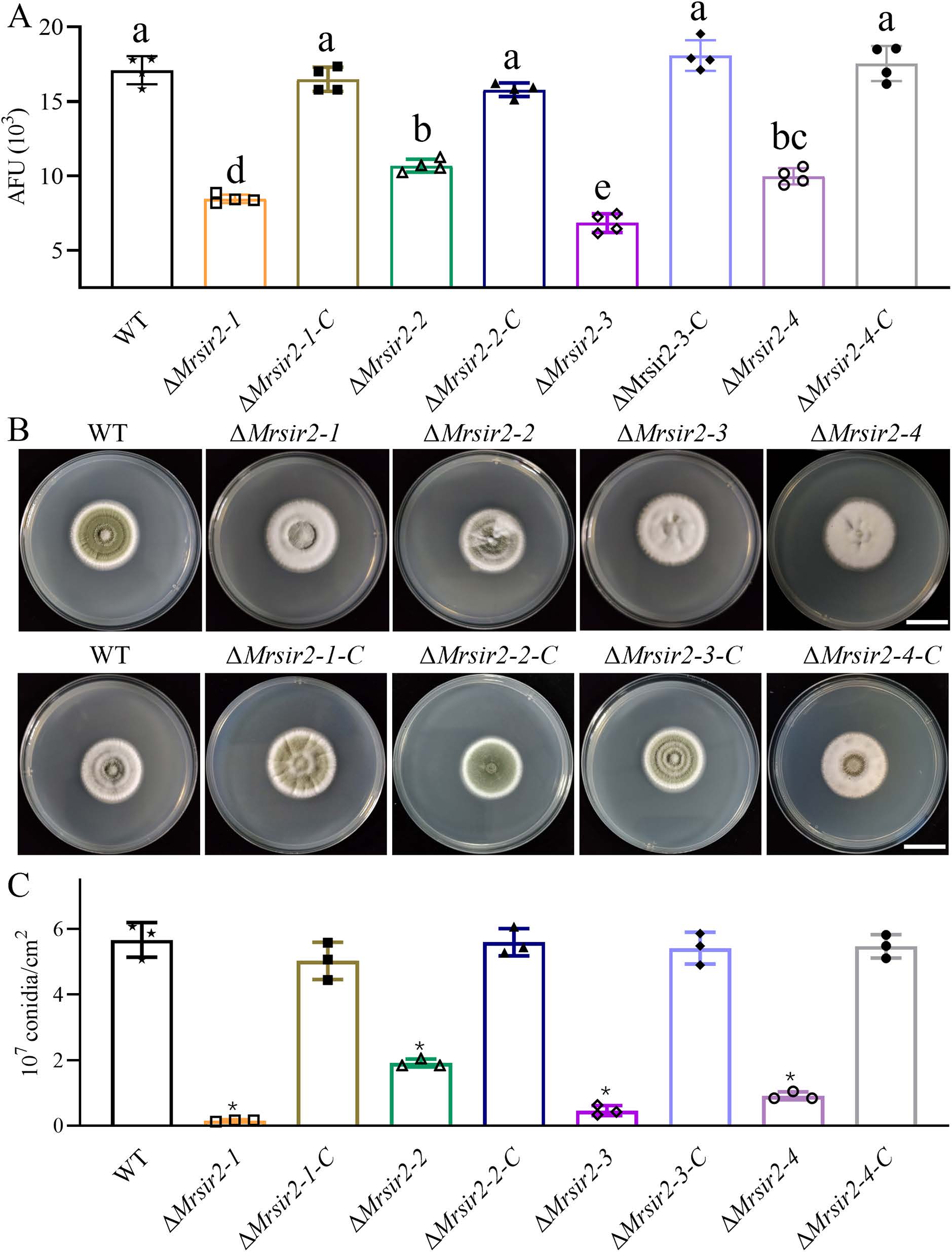 《Plos Pathogens》刊发安徽农业大学虫生真菌团队在绿僵菌产孢表观调控机制上的最新研究成果-英文版2.jpg