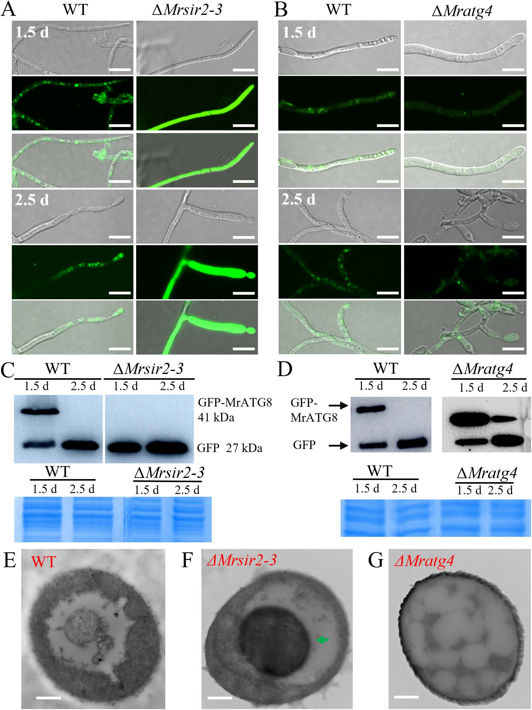 《Plos Pathogens》刊发安徽农业大学虫生真菌团队在绿僵菌产孢表观调控机制上的最新研究成果-英文版4.jpg