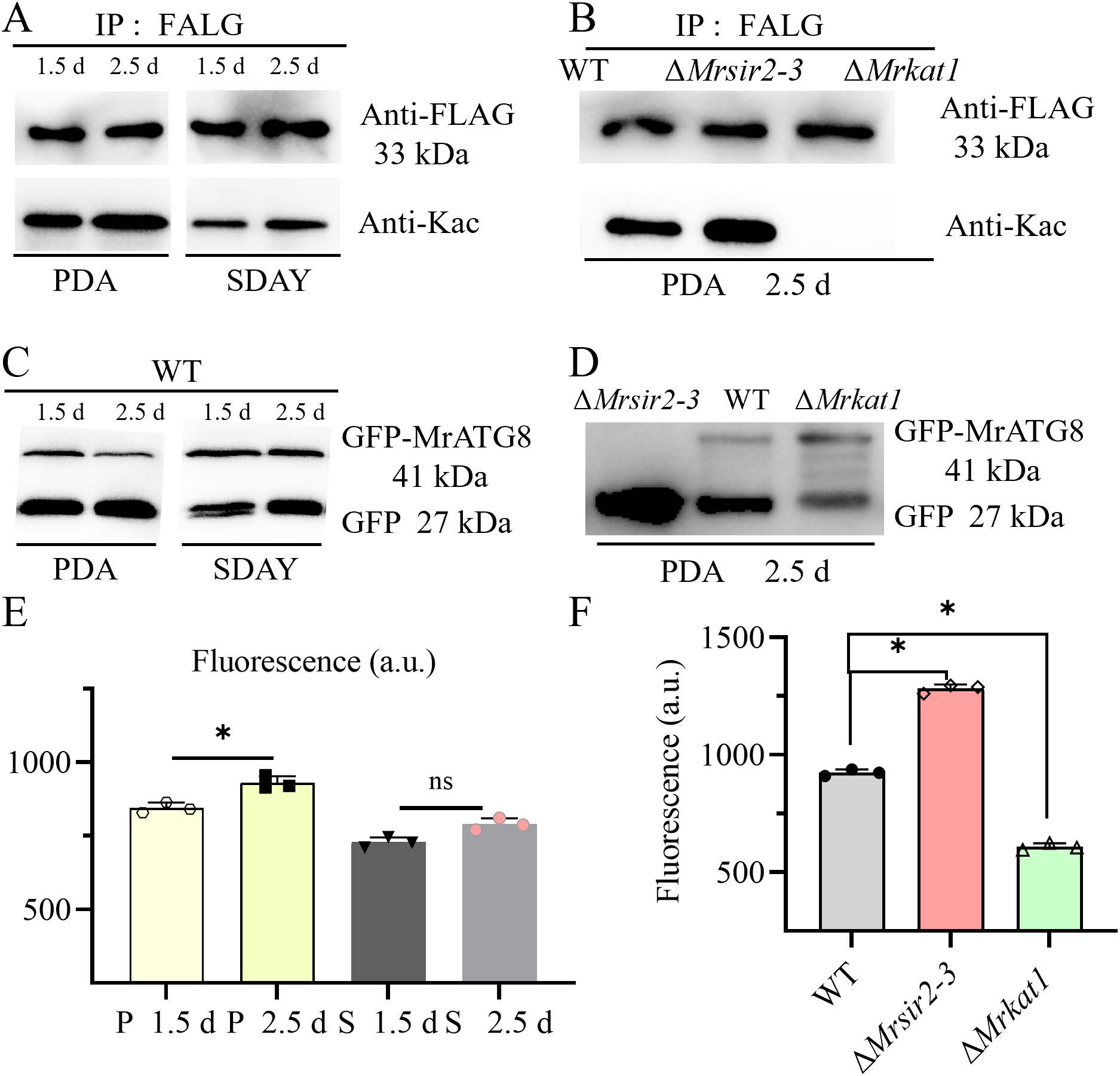 《Plos Pathogens》刊发安徽农业大学虫生真菌团队在绿僵菌产孢表观调控机制上的最新研究成果-英文版7.jpg