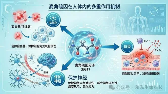虫草的 “抗衰密码” 竟是麦角硫因，2026 最新研究揭秘核心关联2.png