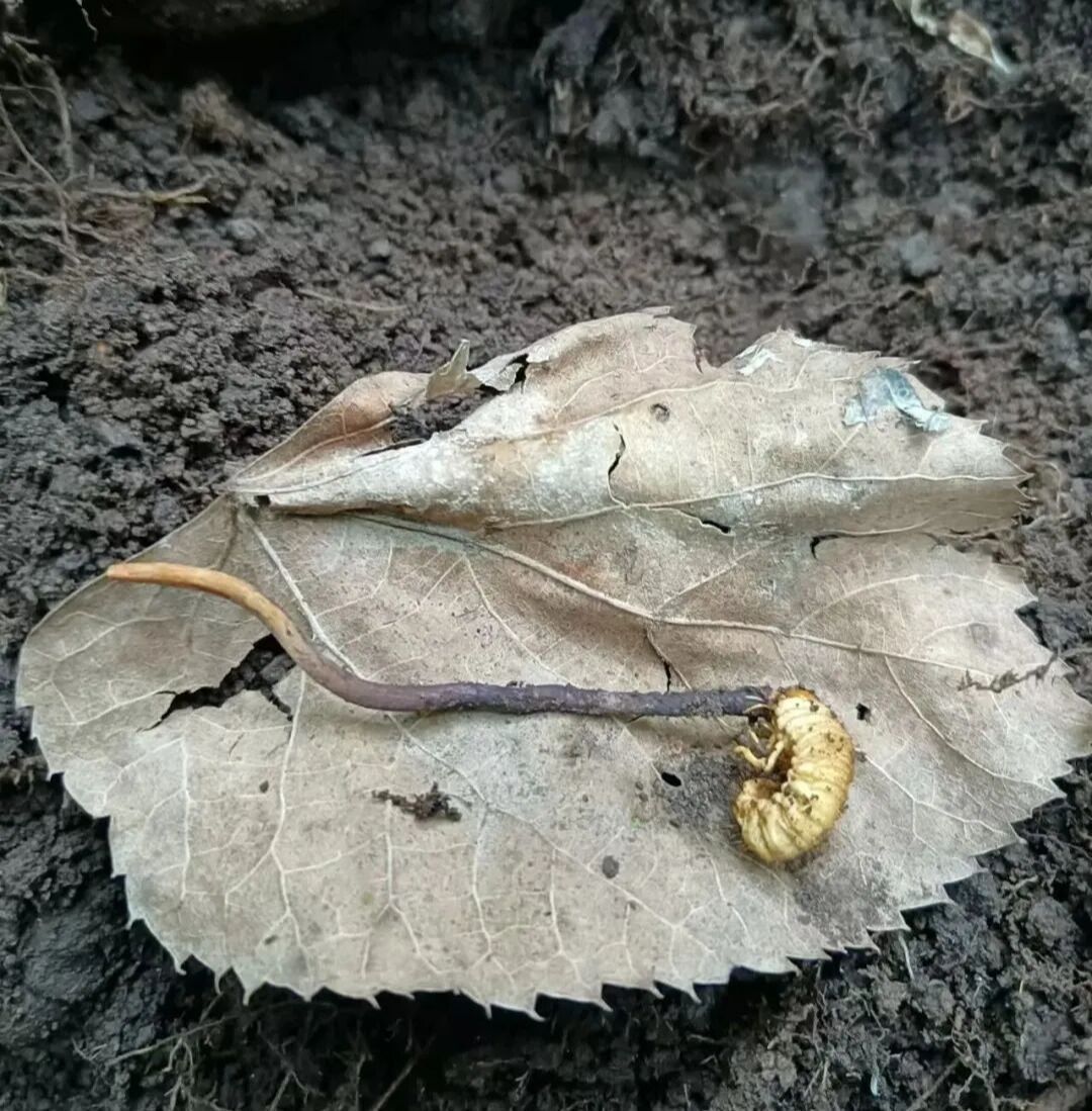 获甘肃中医药权威科技奖项　甘肃华亭特色虫草研发上分.jpg