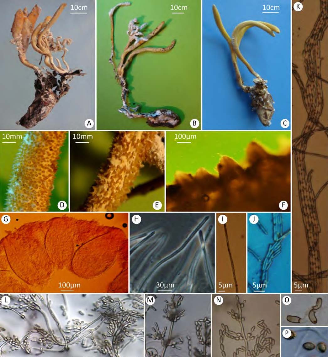 李增智2021_与蝉花有关的虫草菌生物多样性的研究 II-2.jpg