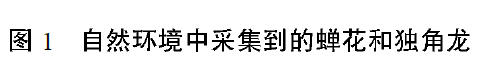 钟文琳2020_一种与蝉花易混淆虫草的鉴定及内菌核细菌群落分析2.jpg