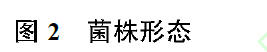 钟文琳2020_一种与蝉花易混淆虫草的鉴定及内菌核细菌群落分析4.jpg
