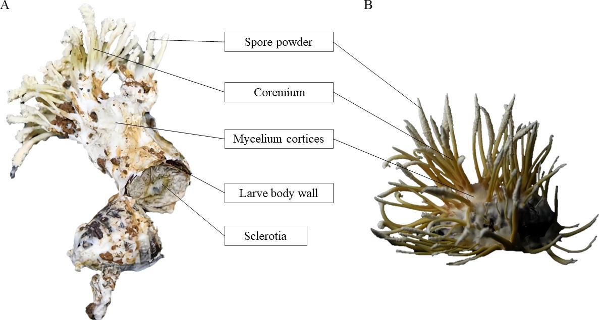 20 Hu GP 2024_Filtration effect of Cordyceps chanhua mycoderm onbacteria & its transport function on N_on1.jpg