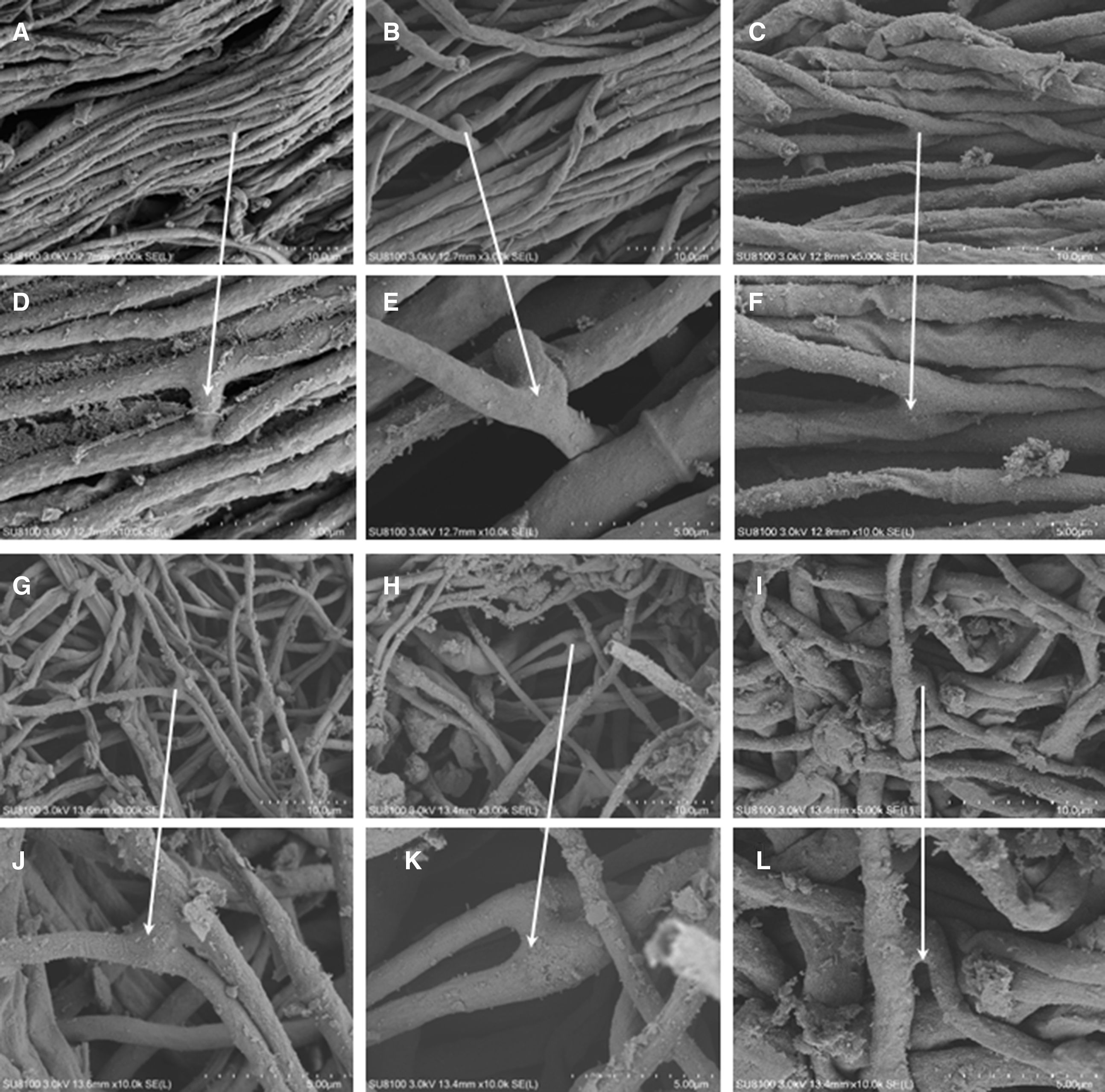 20 Hu GP 2024_Filtration effect of Cordyceps chanhua mycoderm onbacteria & its transport function on N_on7.jpg