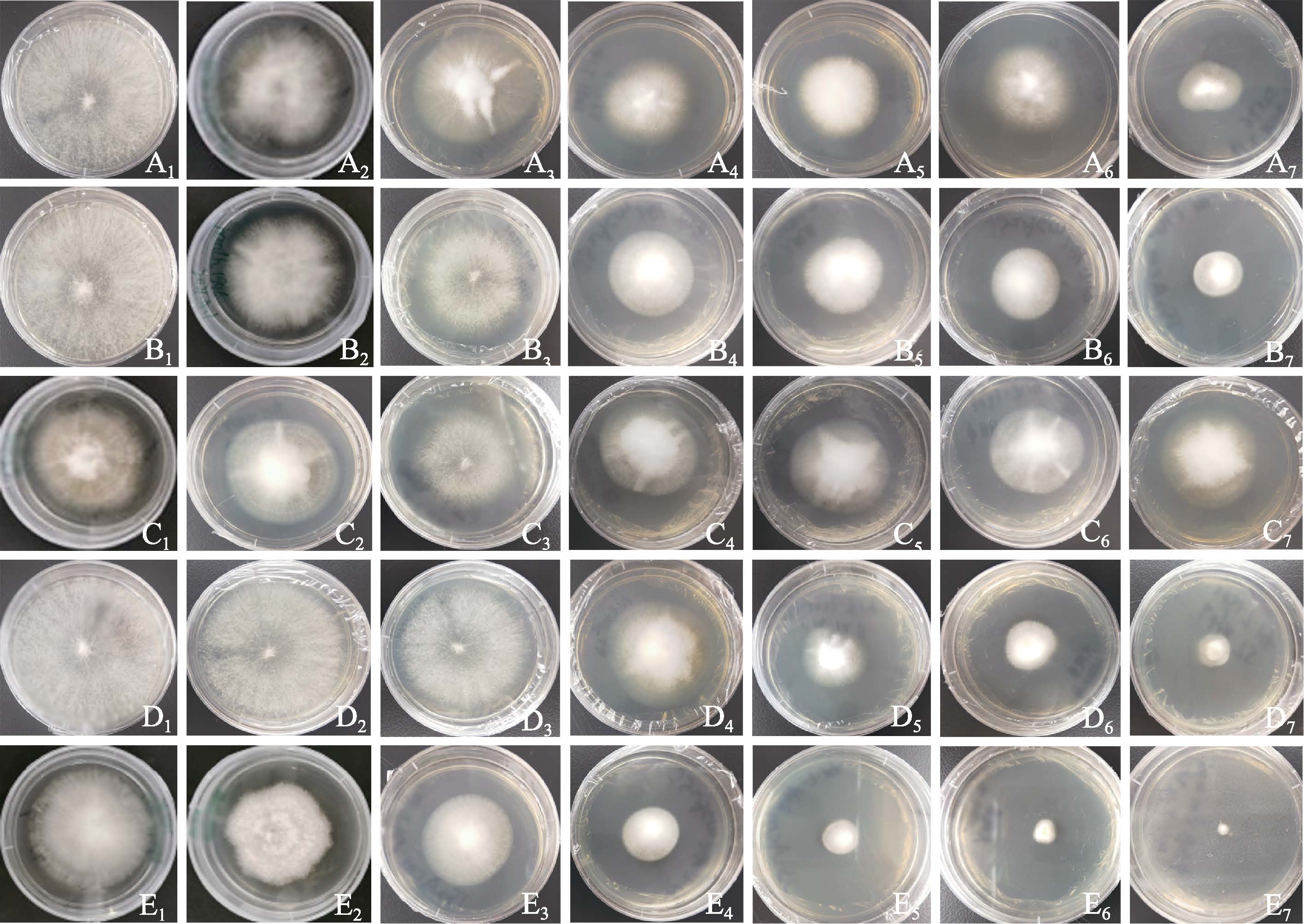 刘潮2024_一株野生蝉花的生物学特性及驯化栽培研究3.jpg