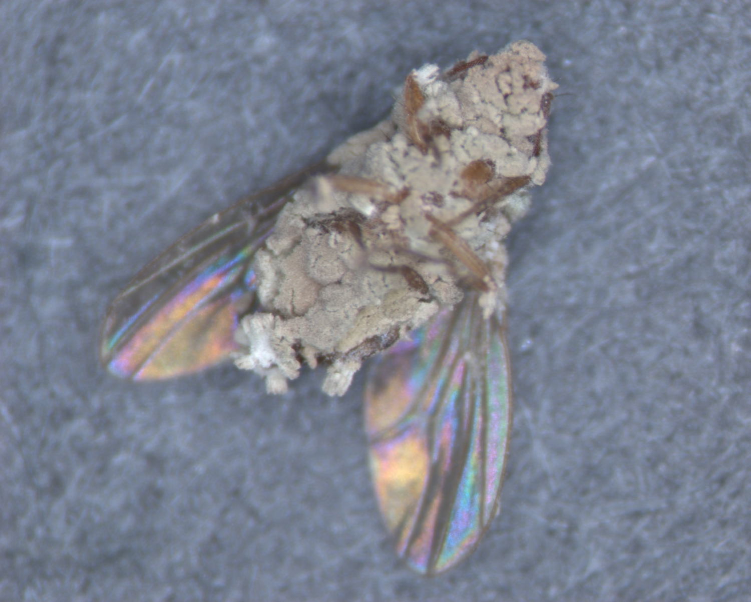 fungusflystleger-3143.jpg