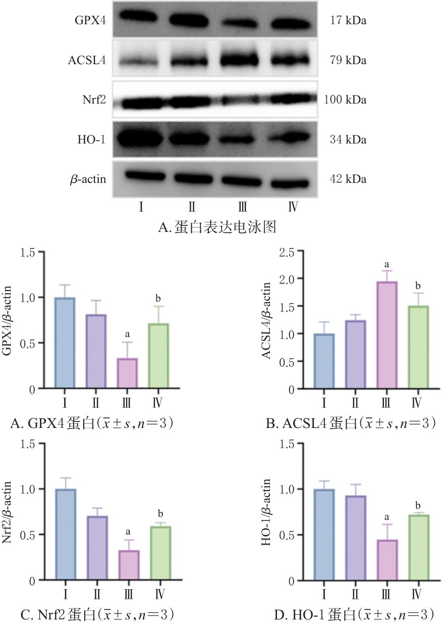 图5 虫草素对细胞中Nrf2HO-1通路和铁死亡相关蛋白表达的影响.png