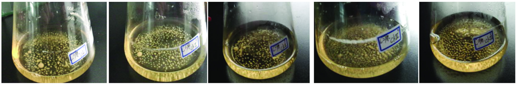 69 Xie CQ 2018_Study on Optimization of Culture Conditions for Wild Isaria cicadae Miquel Liquid Strain.jpg