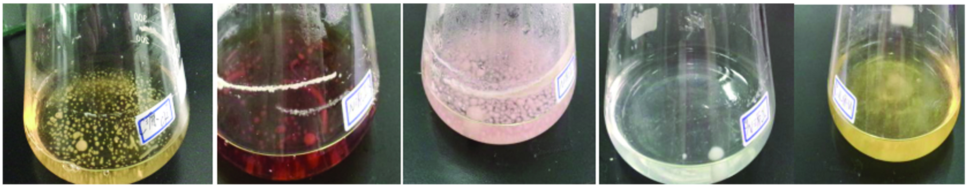 69 Xie CQ 2018_Study on Optimization of Culture Conditions for Wild Isaria cicadae Miquel Liquid Strain3.jpg