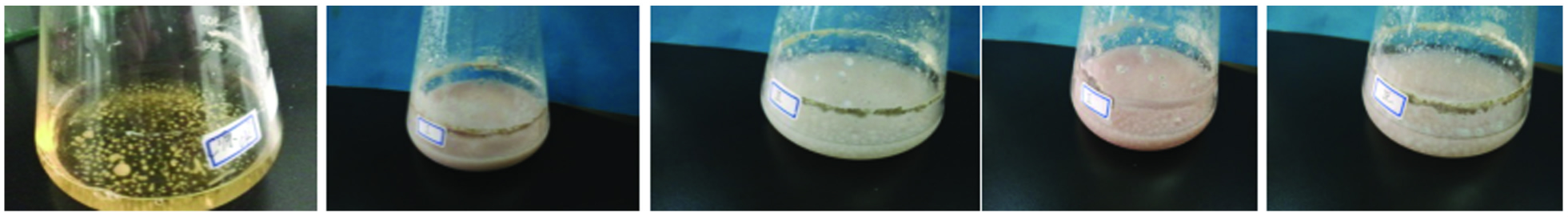 69 Xie CQ 2018_Study on Optimization of Culture Conditions for Wild Isaria cicadae Miquel Liquid Strain7.jpg