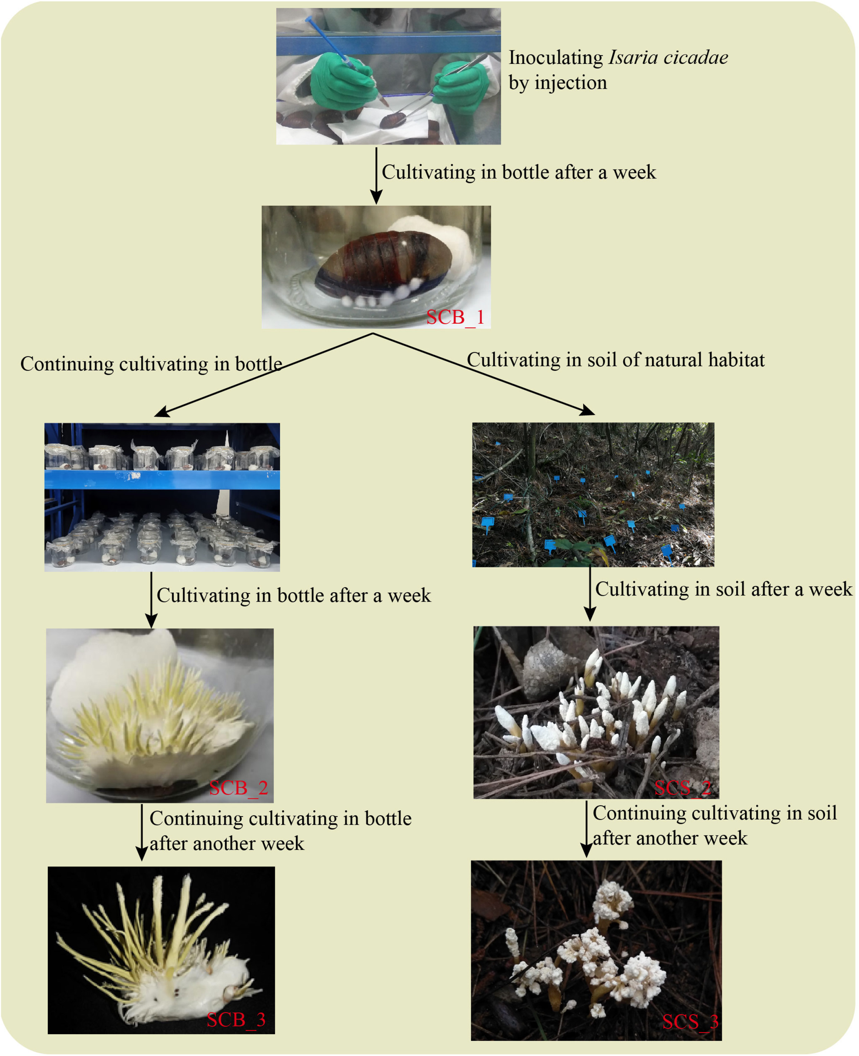 78 Zeng ZY 2021_Different Cultivation Environments Affect the Yield, metabolites of chanhua.jpg