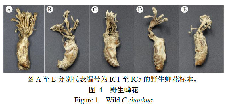 纪伟2024-蝉花优良菌株的选育.jpg