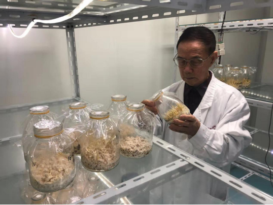 陈祝安教授在培养室内查看人工分离培养的蝉花虫草"将野生蝉花实现