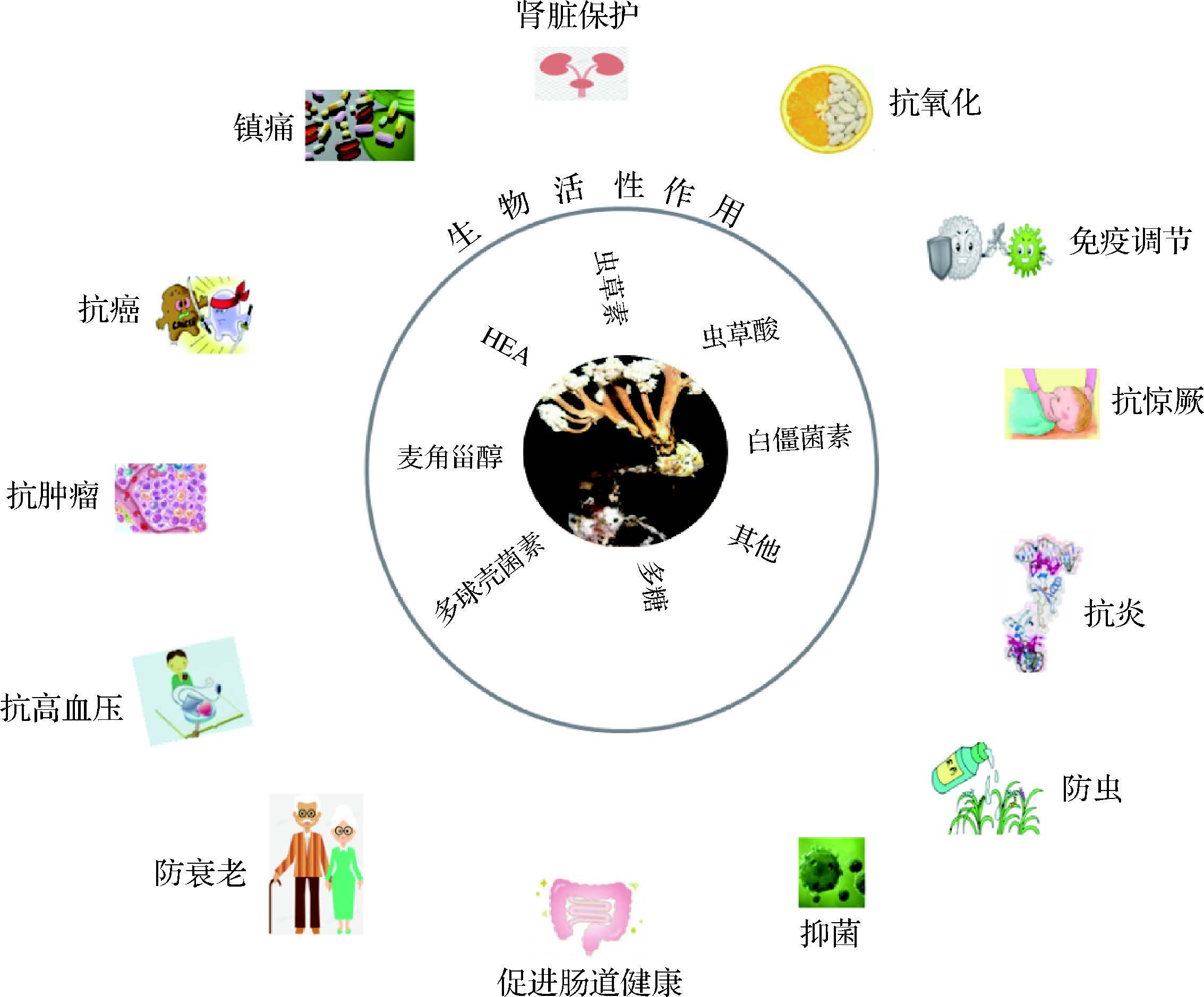 周思静2024_蝉花的研究现状与分析2.jpg