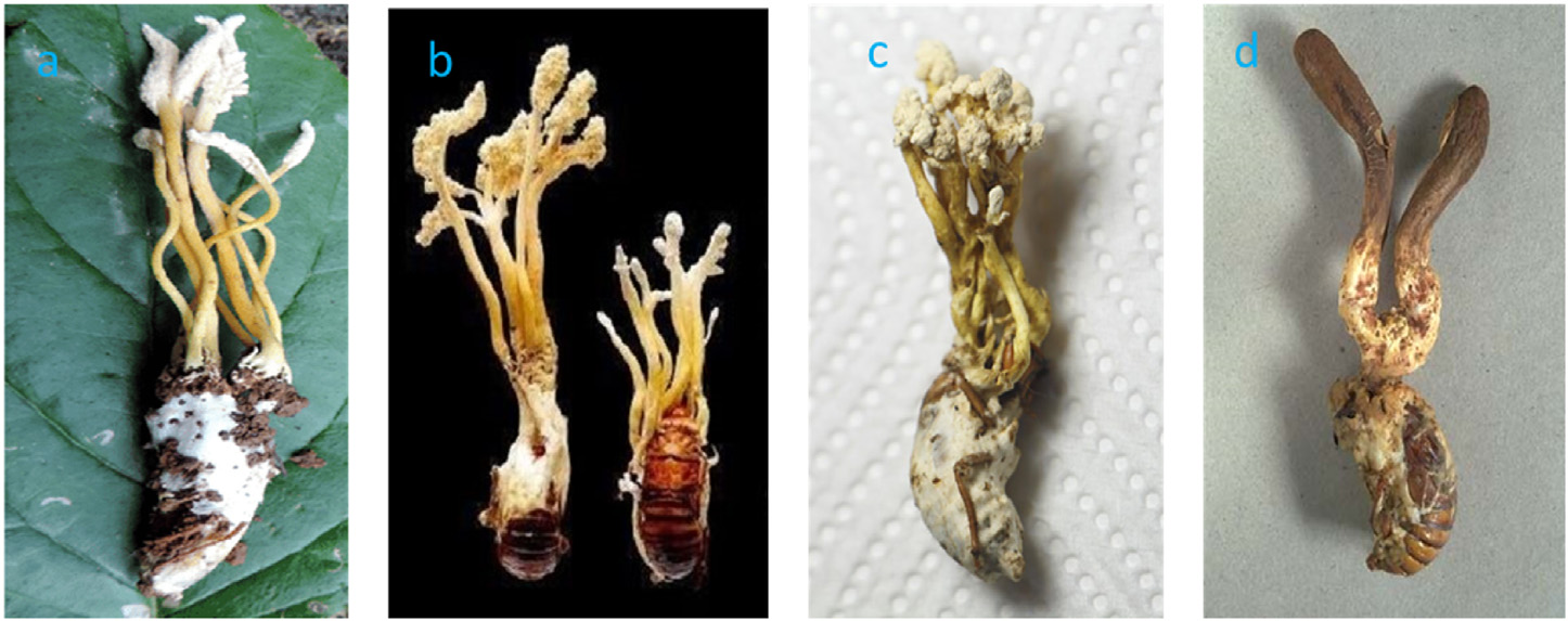 1785386775174449.jpg 47 Nxumalo W 2020_Can Cordyceps cicadae be used as an alternative to Cordyceps militaris and Cordyceps sinensis – A review1.jpg