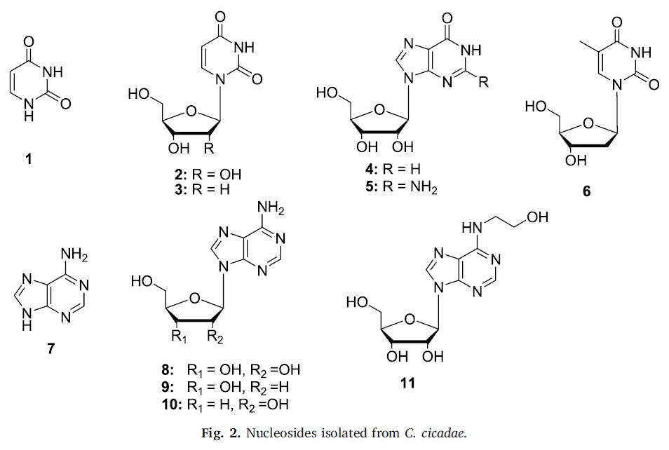 1785388292867641.jpg 47 Nxumalo W 2020_Can Cordyceps cicadae be used as an alternative to Cordyceps militaris and Cordyceps sinensis – A review2.jpg
