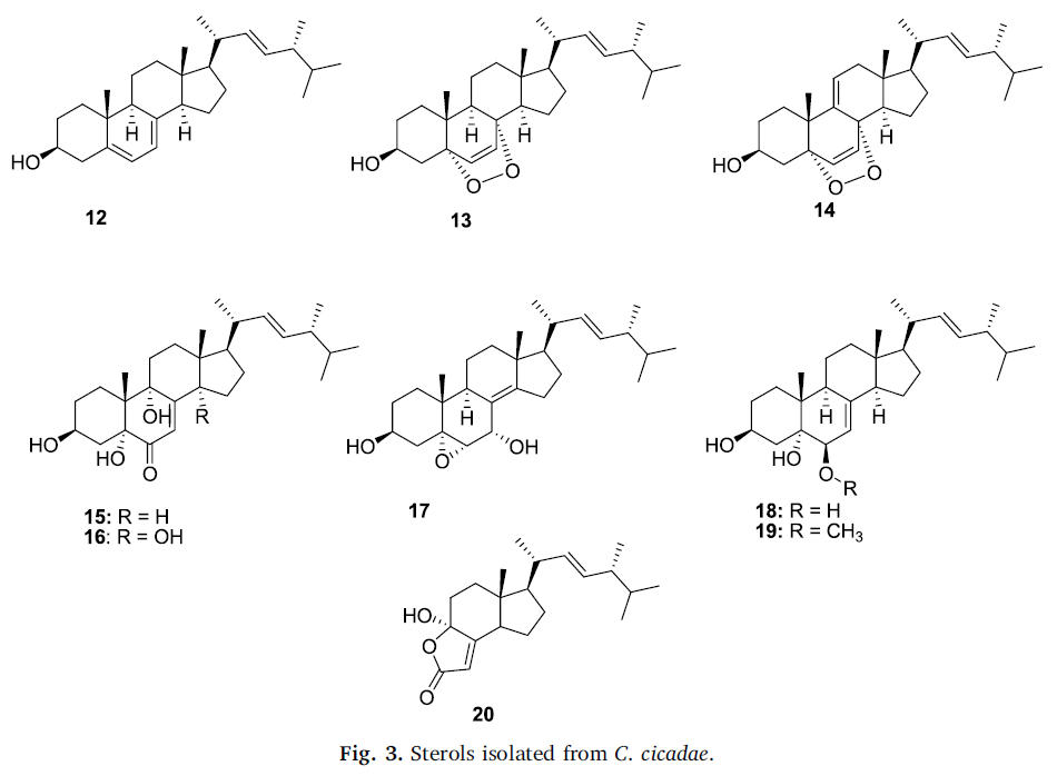 1785390036739023.jpg 47 Nxumalo W 2020_Can Cordyceps cicadae be used as an alternative to Cordyceps militaris and Cordyceps sinensis – A review3.jpg