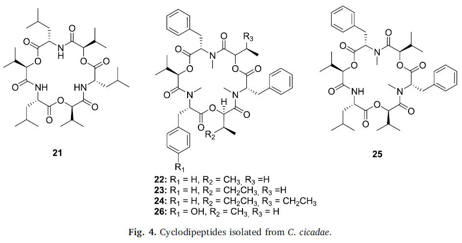 1785390078132903.jpg 47 Nxumalo W 2020_Can Cordyceps cicadae be used as an alternative to Cordyceps militaris and Cordyceps sinensis – A review4.jpg