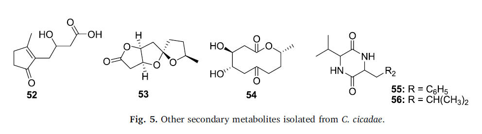 1785392696401842.jpg 47 Nxumalo W 2020_Can Cordyceps cicadae be used as an alternative to Cordyceps militaris and Cordyceps sinensis – A review7.jpg