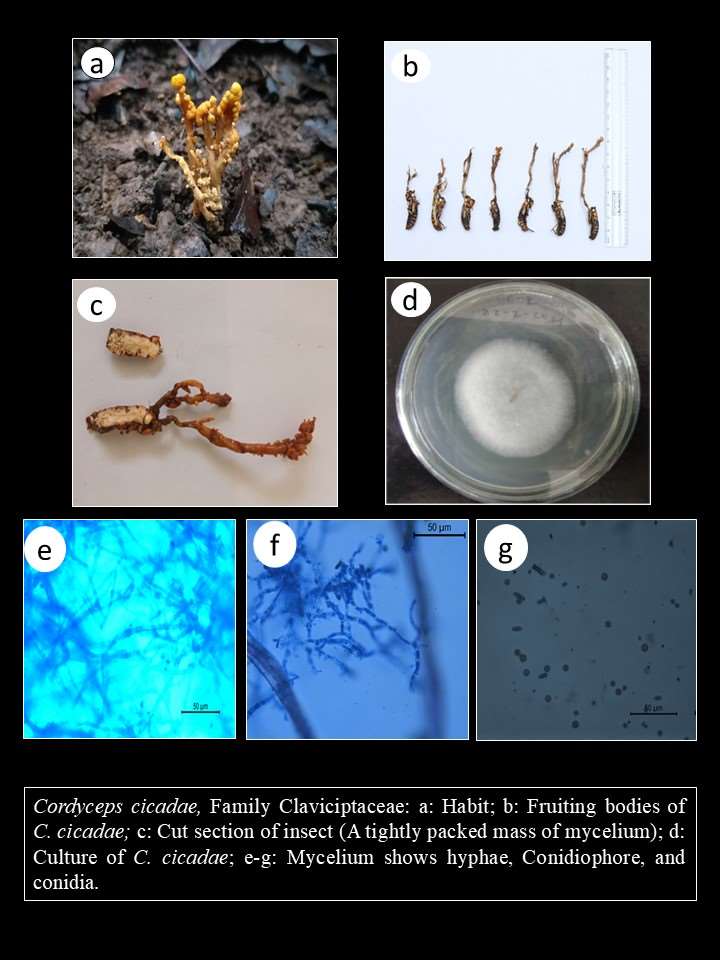 1785482919703608.jpg 1 Bagam P 2022_A NEW REPORT ON CORDYCEPS CICADAE FROM WESTERN GHATS, INDIA1.jpg